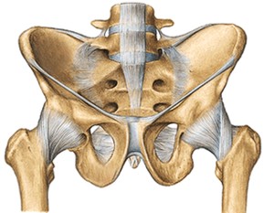 pelvis-fisiofocus